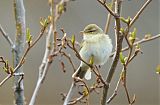 Willow Warblerborder=